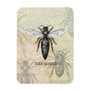 Queen Bee Bug Insect Antique Illustration Magnet