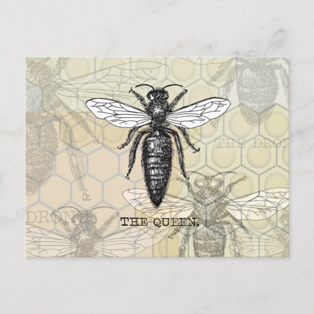 Queen Bee Bug Insect Antique Illustration Postcard (Front)