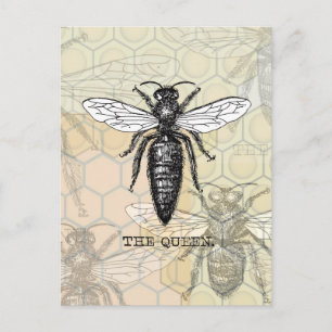 Queen Bee Bug Insect Antique Illustration Postcard