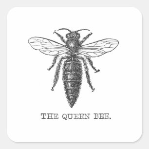 Queen Bee Bug Insect Antique Illustration Square Sticker