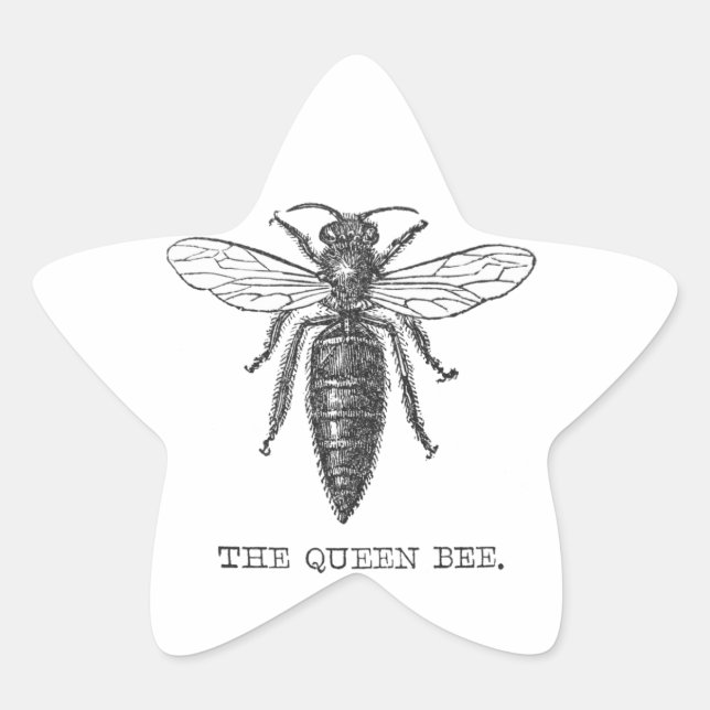Queen Bee Bug Insect Antique Illustration Star Sticker (Front)