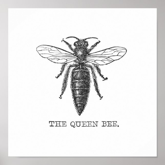 Queen Bee Illustration Bug Insect Poster (Front)