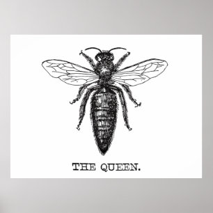 Queen Bee Illustration Classic Drawing Poster