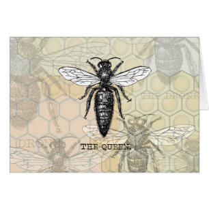 Queen Bee Insect Bees Honey Beehive