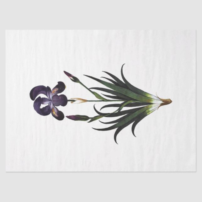 Queen Bee Series Design 62 Tissue Paper (Front)