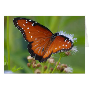 Queen Butterfly