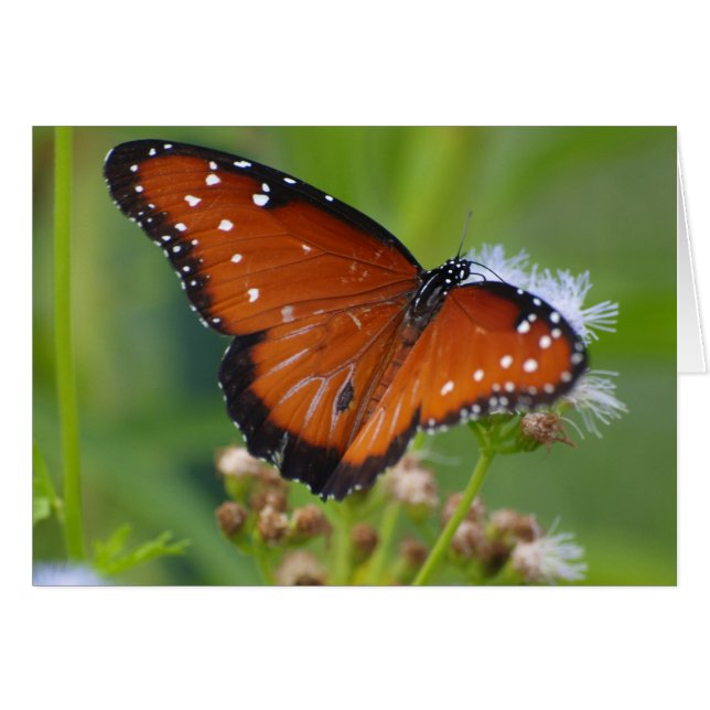 Queen Butterfly (Front Horizontal)