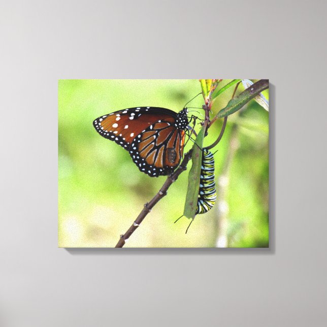 Queen Butterfly and Monarch Caterpillar Canvas (Front)