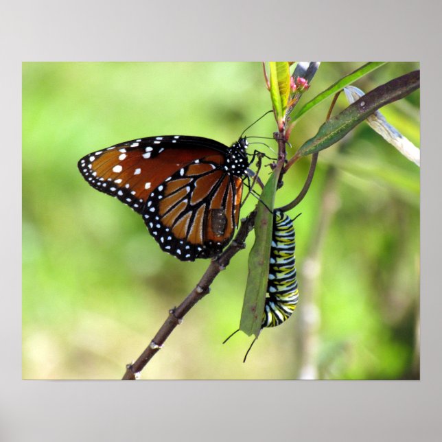 Queen Butterfly and Monarch Caterpillar Poster (Front)