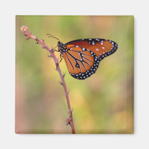 Queen Butterfly basking in the light Magnet