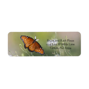 Queen Butterfly in Morning light