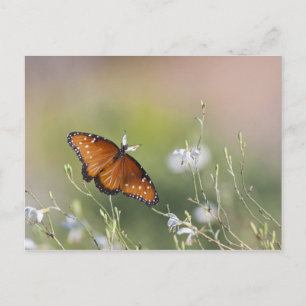 Queen Butterfly in Morning light Postcard