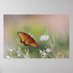 Queen Butterfly in Morning light Poster