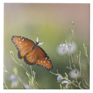 Queen Butterfly in Morning light Tile