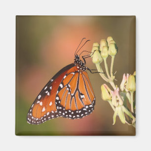Queen butterfly on a branch magnet
