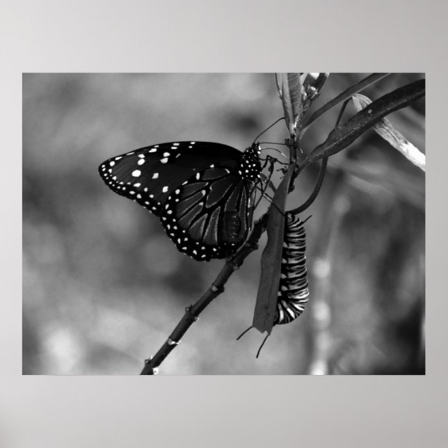Queen Butterfly w Monarch Caterpillar in B & W Poster (Front)