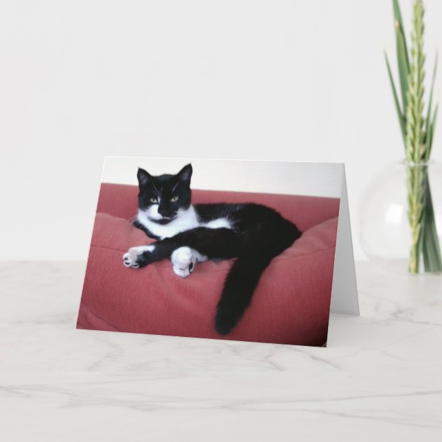 Queen Cat 2 Photo Card / brother cat in bath Rear (Front)