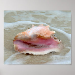 Queen Conch in the Surf, Bahamas 8x10 Poster