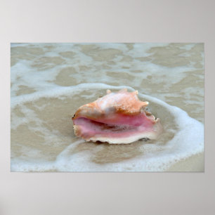 Queen Conch in the Surf, Bahamas Poster