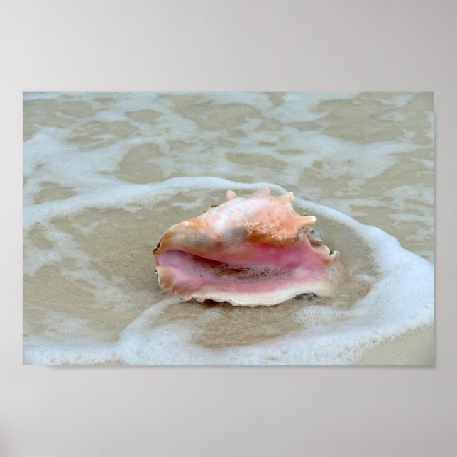 Queen Conch in the Surf, Bahamas Poster (Front)