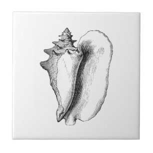 Queen Conch (line art) Tile