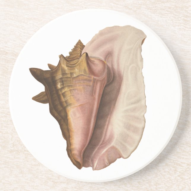 Queen Conch Seashell Shell, Vintage Marine Life Coaster (Front)