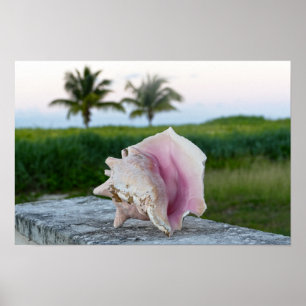 Queen Conch Shell on a Wall, The Bahamas Poster