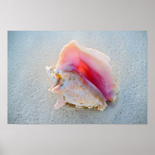 Queen Conch Shell on Bahamas Beach Poster