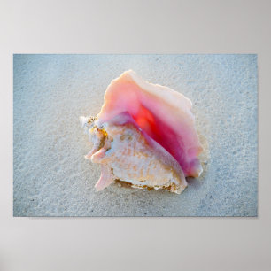 Queen Conch Shell on Bahamas Beach Poster