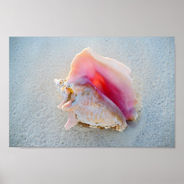 Queen Conch Shell on Bahamas Beach Poster (Front)