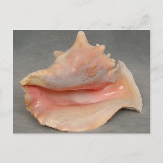 Queen Conch Shell Postcard (Front)