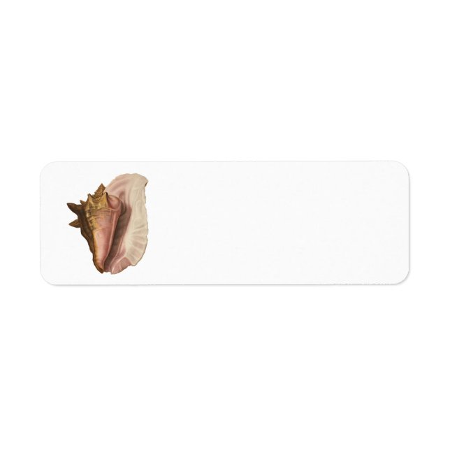 Queen Conch Shell Seashell, Vintage Marine Life (Front)