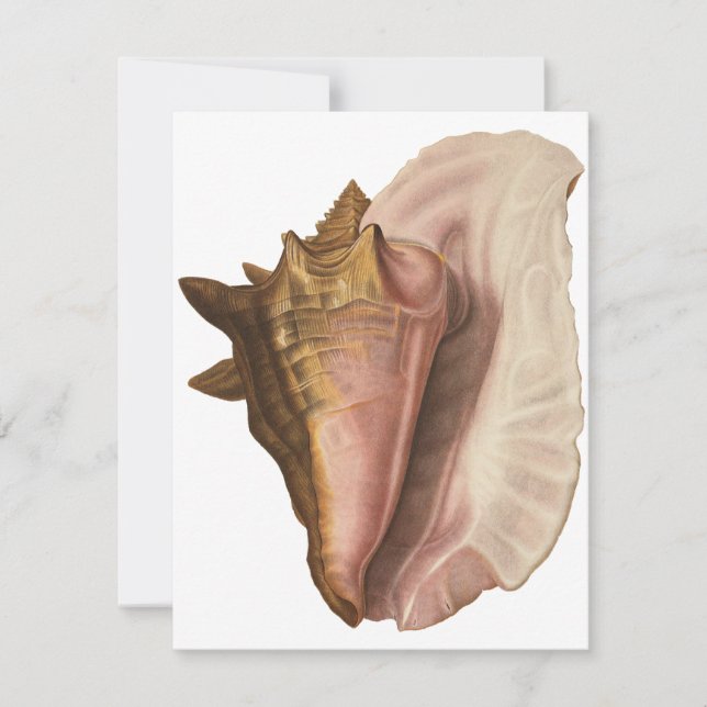 Queen Conch Shell Seashell, Vintage Marine Life Invitation (Front)