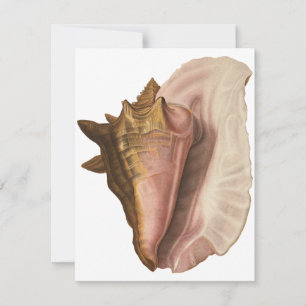 Queen Conch Shell Seashell, Vintage Marine Life Invitation