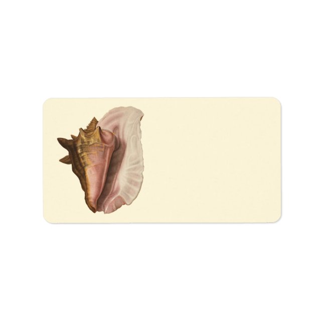 Queen Conch Shell Seashell, Vintage Marine Life Label (Front)