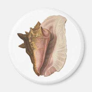 Queen Conch Shell Seashell, Vintage Marine Life Magnet