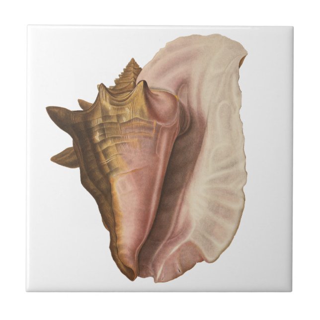 Queen Conch Shell Seashell, Vintage Marine Life Tile (Front)