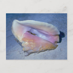 Queen conch (Strombus gigas) Shell Postcard