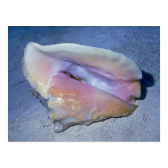 Queen conch (Strombus gigas) Shell Postcard
