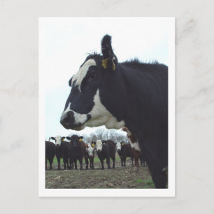 Queen Cow Postcard