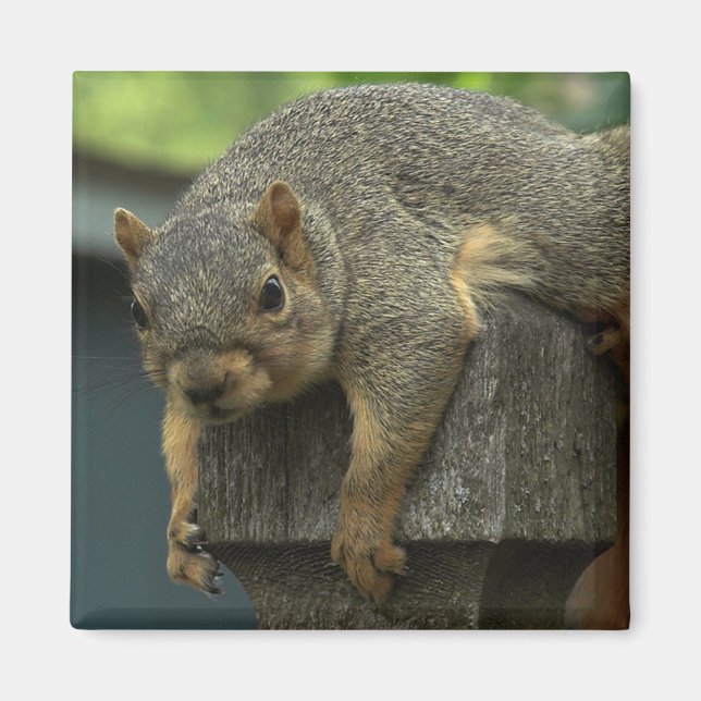 Queen Eleanor of the Peaceable Kingdom Magnet (Front)