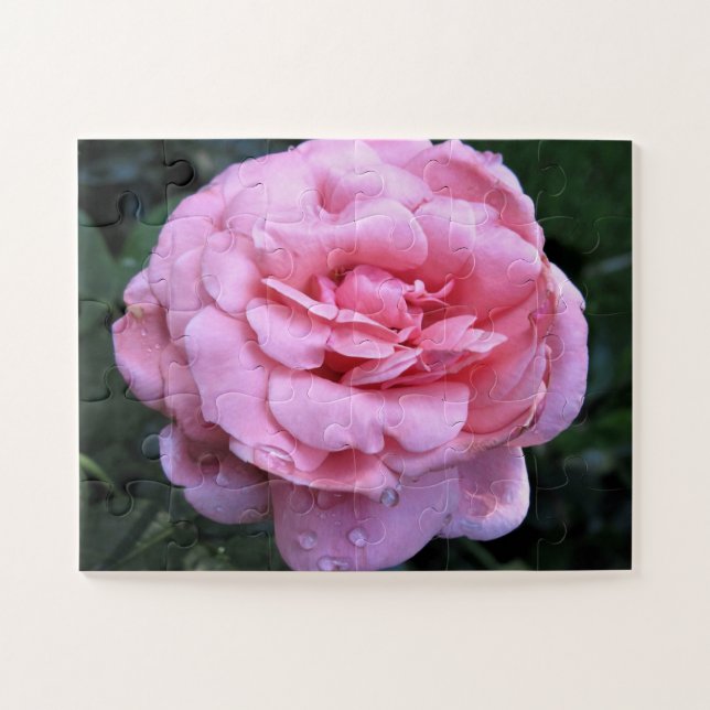 Queen Elizabeth rose Puzzle (Horizontal)
