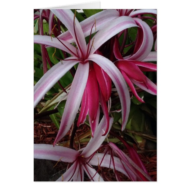 Queen Emma's Purple Crinum Lily (Front)