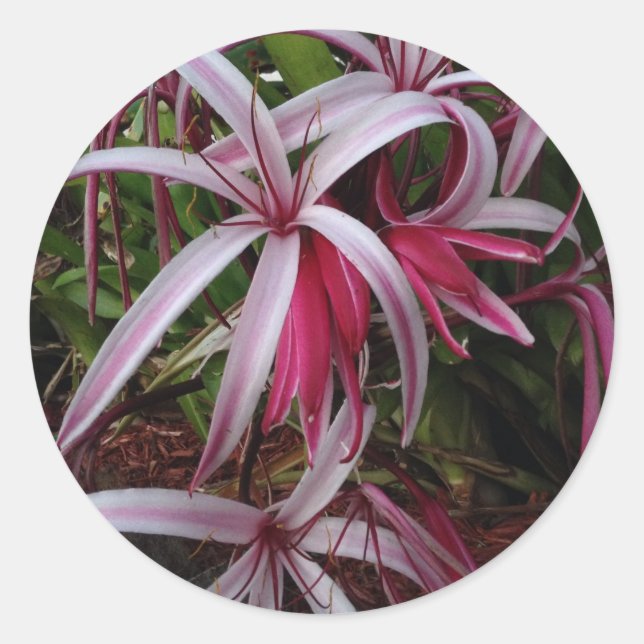 Queen Emma's Purple Crinum Lily Classic Round Sticker (Front)