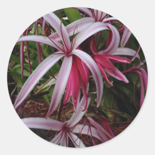 Queen Emma's Purple Crinum Lily Classic Round Sticker