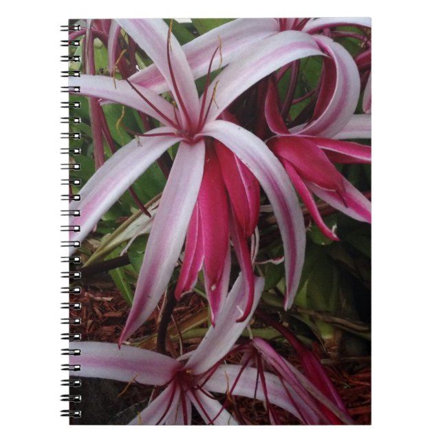 Queen Emma's Purple Crinum Lily Notebook (Front)