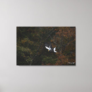 Queen of the Forest - Steller's sea eagle Canvas Print