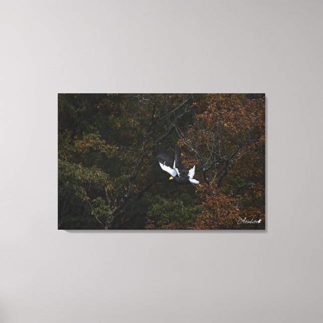 Queen of the Forest - Steller's sea eagle Canvas Print (Front)