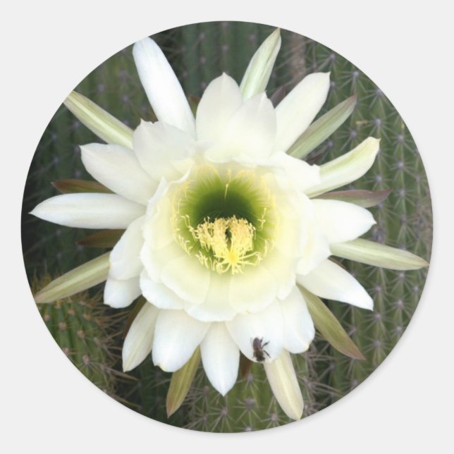 Queen Of The Night Cactus Flower, Karoo Region Classic Round Sticker (Front)
