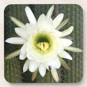 Queen Of The Night Cactus Flower, Karoo Region Coaster